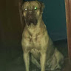 Meet your Posher, Robert